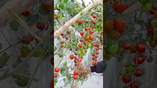 New technique for growing tomato plants tomatografting tomato farming viral shorts [upl. by Ruttger]