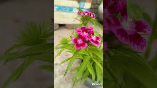 Beautiful dianthus flower [upl. by Bores510]