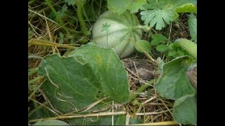 Des melons en Bourgogne [upl. by Skurnik]