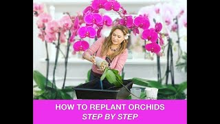 ORCHID CARE 🍃REPOTTING ORCHIDS REPLANTING ORCHIDS 🌿 Shirley Bovshow [upl. by Lonny951]