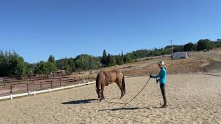 Gaited Horse Training  How to Use Surcingle and Side Reins [upl. by Efeek883]