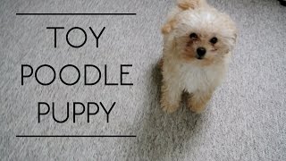 TOY POODLE PUPPY [upl. by Moulton]