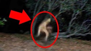 5 Mysterious Creatures Caught On Camera  Top 5 STRANGE Creatures [upl. by Droffats]