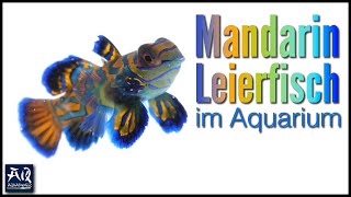 Der bunteste Fisch in meinem Meerwasseraquarium  AquaOwner [upl. by Adirehs]