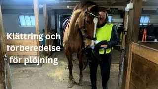 stallvlogg klättar med hästen och tar ner stängsel inför plöjning [upl. by Eellek]