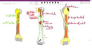 lhumérus anatomie 1ère année médecine cours 5 سنة اولى طب [upl. by Goss]