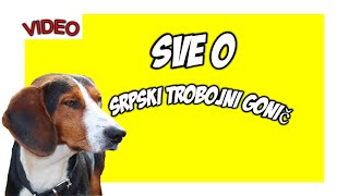 Sve o lovackom psu  SRPSKI TROBOJNI GONIČ [upl. by Ozneral249]