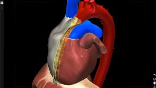 Kalp ve Pericardium  Anatomi dersi [upl. by O'Donovan]