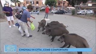 Roma una città bestiale i cinghiali per le strade  La vita in diretta estate 22062018 [upl. by Mick387]