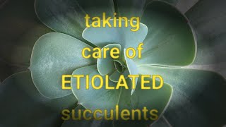 How to fix your ETIOLATEDLEGGYELONGATED succulents [upl. by Keese]