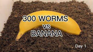 【SDGs】300 Worms vs Banana ＃vermicompost ＃earthworm [upl. by Worra]