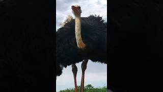 World biggest birds ostrichfactseducationalshortvideoviral [upl. by Ariamo]