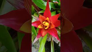 Guzmania lingulata nature flowers jardines garden flores [upl. by Hazel]