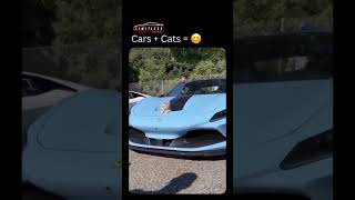 Purrari Lambpurrghini Purrsche😼FeaturingVideo by brzontiktok [upl. by Mumford564]