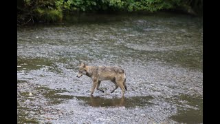 Wolves fishing for Salmon [upl. by Mount]