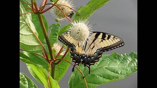 Yellow swallowtail butterfly on a buttonbush [upl. by Minica44]