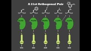 Unnatural Amino Acids [upl. by Philbert]