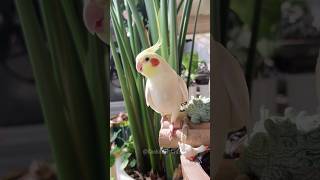 Adorable Cockatiel Charlie Sings If Youre Happy and You Know It  Cute Bird Serenade 🎶 [upl. by Anayad]