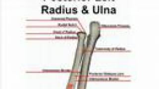 Posterior Bone Landmarks Radius and Ulna [upl. by Evyn150]