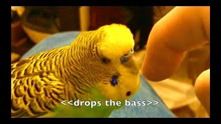 Talking Parakeet Budgie Talks Nonstop Captioned [upl. by Mur]