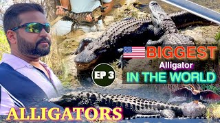 Biggest alligators in the world [upl. by Chara]