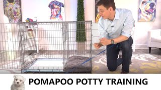 Pomapoo Potty Training from WorldFamous Dog Trainer Zak George  How to Potty Train a Pomapoo Puppy [upl. by Messere]