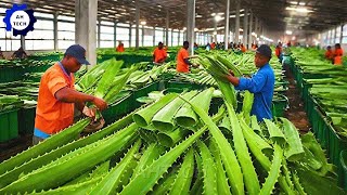 Harvest and Producing Aloe Vera Gel on A Massive Scale  Agriculture Technology [upl. by Joscelin]