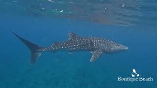 200923  Whale Shark with WS562 quotMurakaquot Dives at Broken Rock amp Maamigili Beyru  Maldives [upl. by Nebur]