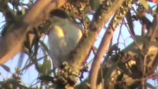 Greater Honeyguide [upl. by Jaddo]