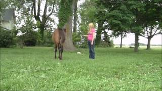 Yearling Horse Training Lunging at a Walk [upl. by Nibur201]