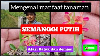 mengenal manfaat tanaman semanggi Putih untuk atasi batuk MASMINBUNGALIAR [upl. by Pitt]