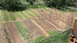 preparando las cañas para plantar tomateras y con los animales 🐰 [upl. by Rigby815]