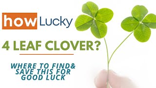 Is a FourLeaf Clover Lucky  How To Find Four Leaf Clover amp Save a 4 Leaf Clover For Good Luck [upl. by Anaela]