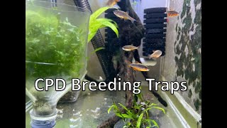 Easy CPD Breeding  Egg Trap Game changer [upl. by Goltz954]