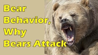 Multiple Bear Attacks in July 2017 How to Defend Yourself From Backcountry Grizzlies amp Black Bears [upl. by Enirok913]