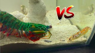 Giant Mantis Shrimp VS Pistol Shrimp [upl. by Onairda]