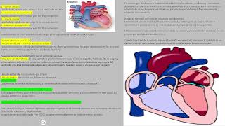 volumen minuto y ciclo cardiaco [upl. by Yrad257]