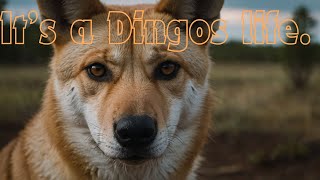 Discover the Dingo Secrets of Australias Wild Dogs [upl. by Kilan91]