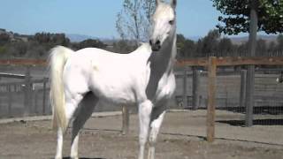 White Arabian Horse [upl. by Anam]