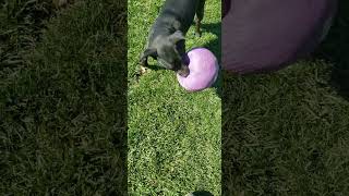 Tinkles Popped her new Ball timmey dogball puppy huntingcompanion tinkles [upl. by Sheaff118]