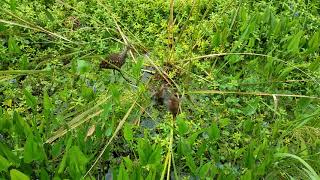 Limpkin chicks fighting over food [upl. by Quick]