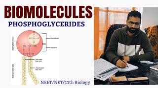 PHOSPHOGLYCERIDESGLYCEROPHOSPHOLIPIDSLIPIDSBIOMOLECULESBIOCLASSES [upl. by Nodnorb]