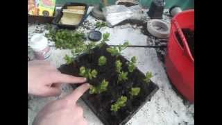 Propagating Spirea from cuttings [upl. by Susej434]