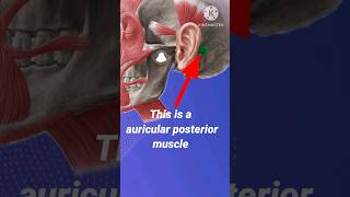 auricular posterior  auricular posterior head muscle videoauricular origin and nerve videoshorts [upl. by Hartman]