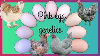 Pink egg genetics [upl. by Eniron663]