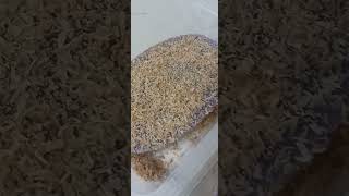 Sapin sapin filipino foods shortvideo dhanscorner [upl. by Muhammad972]