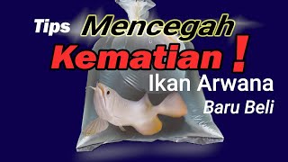 cara mencegah kematian pada ikan arwana baru beli  My Mino Update 1 [upl. by Geno]