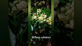 Alstonia scholaris 🌳🌳 [upl. by Riker]