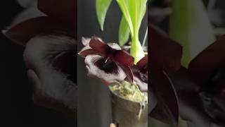 Monnierara Millennium Magic Witchcraft orchid anggrek orquideas catasetum [upl. by Silda479]