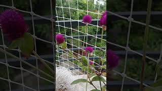 Gomphrena globosa commonly known as globe amaranth is an edible plant balconygarden [upl. by Aeduj]